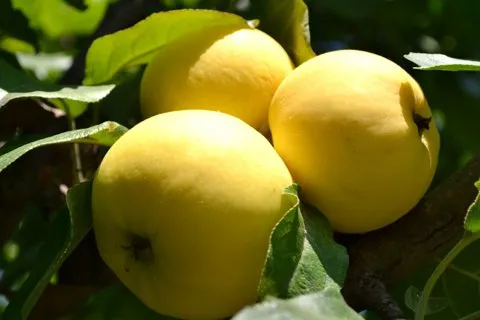 ЖЕЛТАЯ ЯБЛОНЯ.jpg ЖЕЛТАЯ ЯБЛОНЯ.jpg