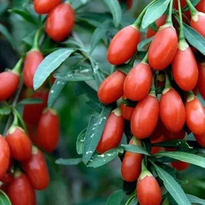 Годжи NEW BIG  Годжи NEW BIG в Барнауле