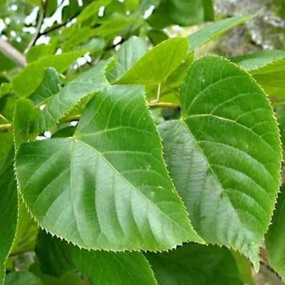 Липа мелколистная — описание сорта Липа мелколистная в Барнауле