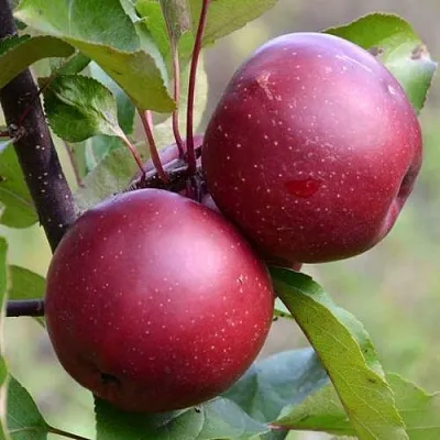 Красномясая  Красномясая в Барнауле