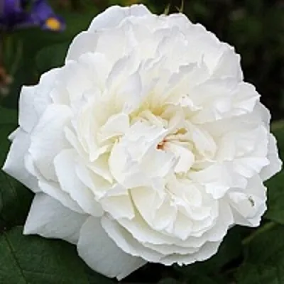 Саженцы роз ВИНЧЕСТЕР КАФЕДРАЛ английская  Саженцы роз ВИНЧЕСТЕР КАФЕДРАЛ английская в Барнауле