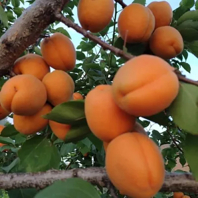 Абрикос ГОЛД РИЧ  Абрикос ГОЛД РИЧ в Барнауле