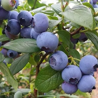 Голубика БЛЮГОЛД  Голубика БЛЮГОЛД в Барнауле