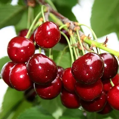 Черешня МИНЧАНКА  Черешня МИНЧАНКА в Барнауле