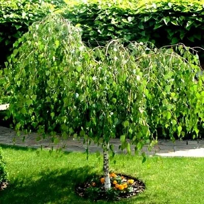 Береза  Береза в Барнауле