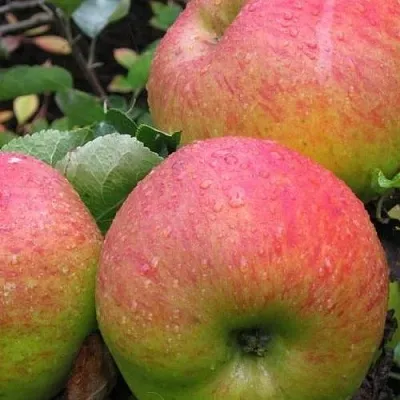 Яблоня ЯБЛОЧНЫЙ СПАС  Яблоня ЯБЛОЧНЫЙ СПАС в Барнауле