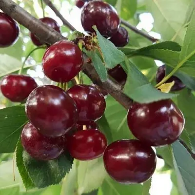 Дюк СЛАВЯНКА  Дюк СЛАВЯНКА в Барнауле