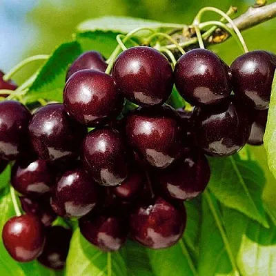 Черешня ВИТЯЗЬ  Черешня ВИТЯЗЬ в Барнауле