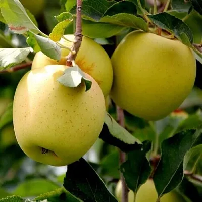 Яблоня ГОЛДЕН ВЛАДИМИРСКИЙ  Яблоня ГОЛДЕН ВЛАДИМИРСКИЙ в Барнауле