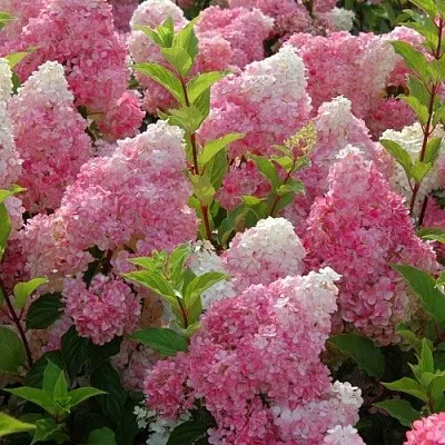 Гортензия МЕЛЬБА ФРАЙЗ метельчатая в Барнауле