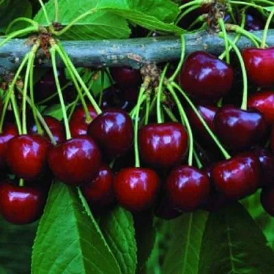 Черешня ВЕДА  Черешня ВЕДА в Барнауле