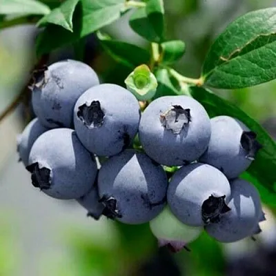 Голубика СИЕРРА  Голубика СИЕРРА в Барнауле