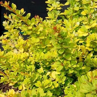 Барбарис СЕНСЕЙШЕН тунберга  Барбарис СЕНСЕЙШЕН тунберга в Барнауле