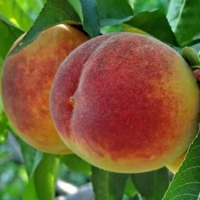 Персик НОВОСЕЛКОВСКИЙ — описание сорта Персик НОВОСЕЛКОВСКИЙ в Барнауле