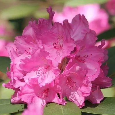 Рододендрон ЛУМИНА  Рододендрон ЛУМИНА в Барнауле