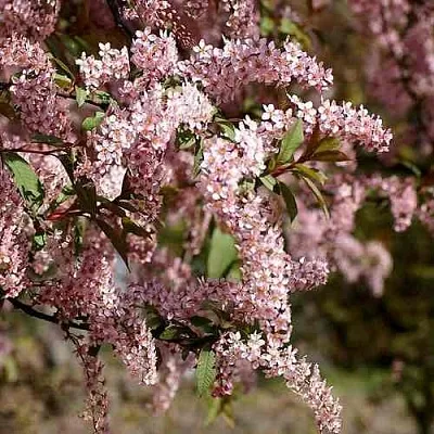 Черемуха НЕЖНОСТЬ  Черемуха НЕЖНОСТЬ в Барнауле