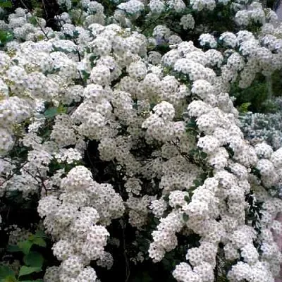 Спирея ВАНГУТТА  Спирея ВАНГУТТА в Барнауле