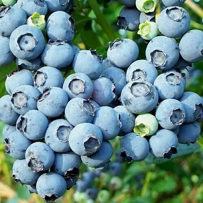 Голубика ПУРУ  Голубика ПУРУ в Барнауле