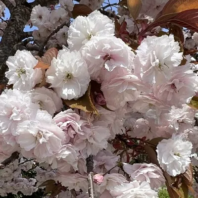 Сакура ШИРОФУГЕН  Сакура ШИРОФУГЕН в Барнауле