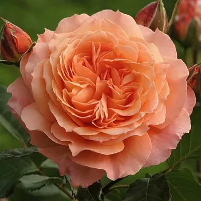 Саженцы роз БЕЛЬВЕДЕР шраб  Саженцы роз БЕЛЬВЕДЕР шраб в Барнауле