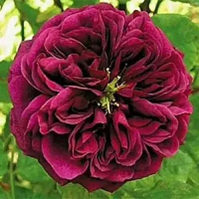 Саженцы роз ЗЕ ПРИНЦ английская  Саженцы роз ЗЕ ПРИНЦ английская в Барнауле