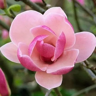 Магнолия РУСТИКА РУМБА  Магнолия РУСТИКА РУМБА в Барнауле