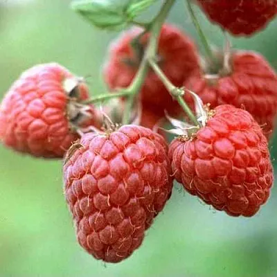 Малина ХЕРИТЕЙДЖ  Малина ХЕРИТЕЙДЖ в Барнауле