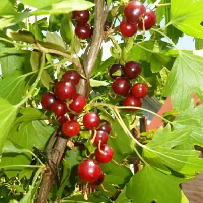 Смородина золотистая ВИШНЕВАЯ  Смородина золотистая ВИШНЕВАЯ в Барнауле