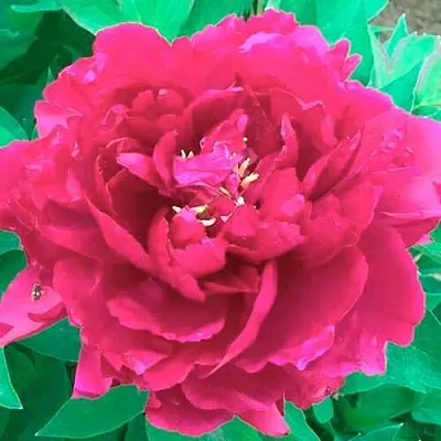 Пион ОСТРОВНОЙ МИНИСТР древовидный  Пион ОСТРОВНОЙ МИНИСТР древовидный в Барнауле