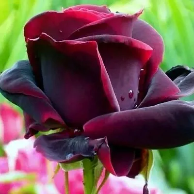 Саженцы роз ЧЕРНЫЙ ПРИНЦ чайно-гибридная в Барнауле