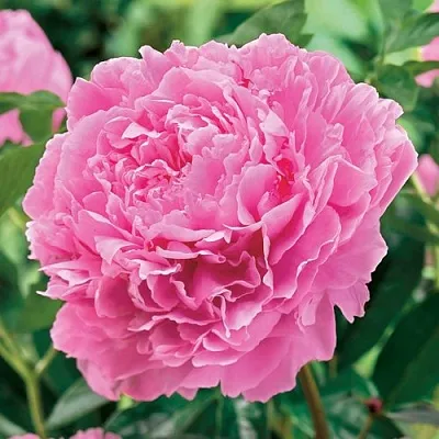 Пион МИСС ЭКХАРТ травянистый  Пион МИСС ЭКХАРТ травянистый в Барнауле