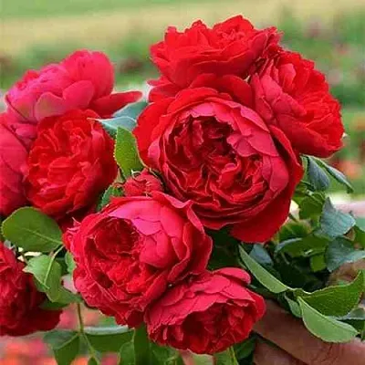 Саженцы роз ФЛОРЕНТИНА плетистая  Саженцы роз ФЛОРЕНТИНА плетистая в Барнауле