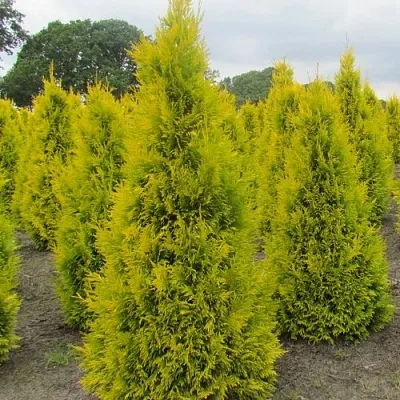 Туя САНКИСТ западная  Туя САНКИСТ западная в Барнауле