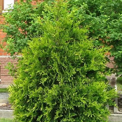 Туя АНЯ (АНИЕ) западная  Туя АНЯ (АНИЕ) западная в Барнауле