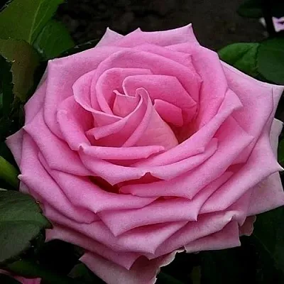 Саженцы роз АКВА чайно-гибридная в Барнауле