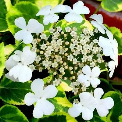 Гортензия МИРАНДА черешковая в Барнауле