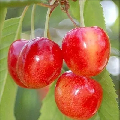 Черешня МЕДУНИЦА  Черешня МЕДУНИЦА в Барнауле