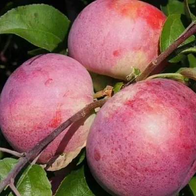 Яблоня БЕЛОРУССКОЕ МАЛИНОВОЕ  Яблоня БЕЛОРУССКОЕ МАЛИНОВОЕ в Барнауле