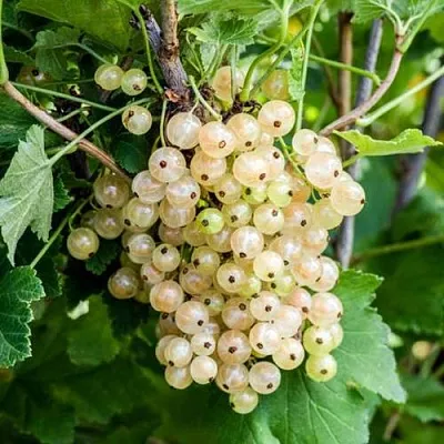 Смородина белая БЕЛАЯ ПОТАПЕНКО  Смородина белая БЕЛАЯ ПОТАПЕНКО в Барнауле