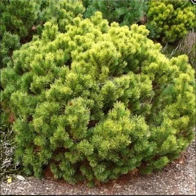 Ель ДАНС ДВАРФ обыкновення  Ель ДАНС ДВАРФ обыкновення в Барнауле