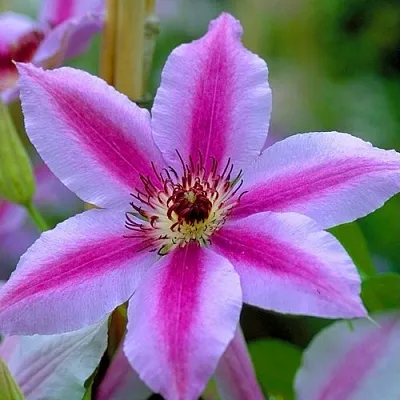 Клематис НЕЛЛИ МОЗЕР  Клематис НЕЛЛИ МОЗЕР в Барнауле