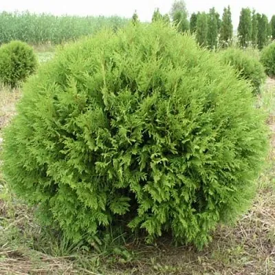 Туя ГЛОБОЗА западная  Туя ГЛОБОЗА западная в Барнауле