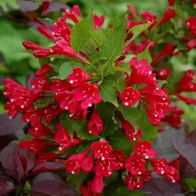 Вейгела РЕД ПРИНЦ  Вейгела РЕД ПРИНЦ в Барнауле