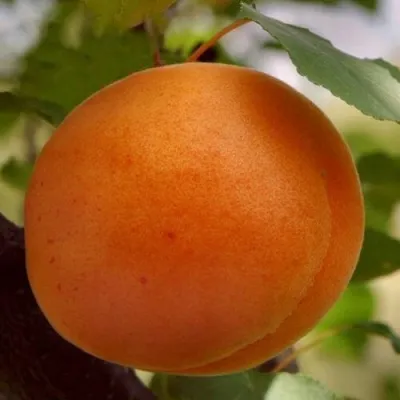 Абрикос ОЛИМП — описание сорта Абрикос ОЛИМП в Барнауле