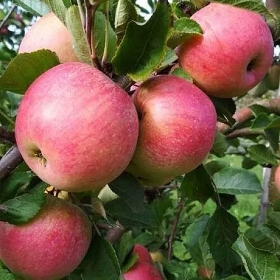 Яблоня ТЕРЕМОК  Яблоня ТЕРЕМОК в Барнауле