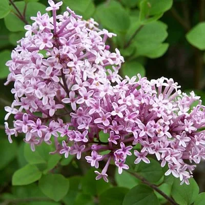 Сирень ПАЛИБИН  в Барнауле