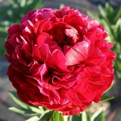 Пион ГЕНРИ БОКСТОС травянистый  Пион ГЕНРИ БОКСТОС травянистый в Барнауле