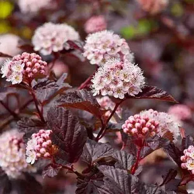 Пузыреплодник АНДРЕ   Пузыреплодник АНДРЕ  в Барнауле