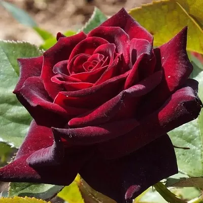 Саженцы роз БЛЭК БАККАРА чайно-гибридная в Барнауле