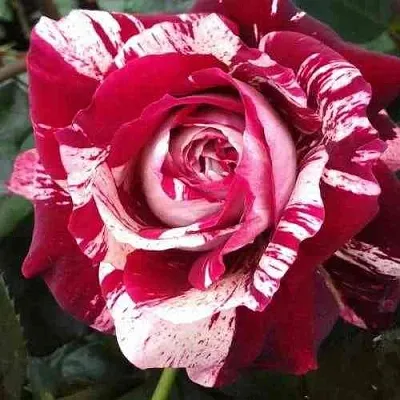 Саженцы роз ХУЛИО ИГЛЕСИАС чайно-гибридная в Барнауле